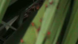 The Ice Is Getting Thinner by Death Cab For Cutie