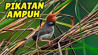 Download lagu Suara PIKAT Prenjak yang susah turun di jamin bakal nempel ~ AMPUH PIKAT PRENJAK GACOR mp3 Download lagu Suara PIKAT Prenjak yang susah turun di jamin bakal nempel ~ AMPUH PIKAT PRENJAK GACOR mp3