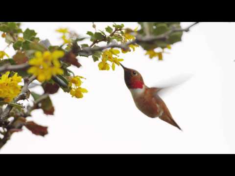 A Rufous Hummingbird Feeding
