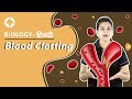 Blood Clotting | Biology | Hindi
