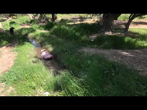 Valeska doing hippopotamus things 🦛😹