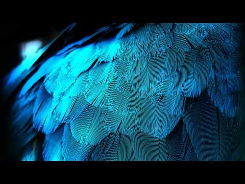 Archie & Fareoh - Feathers (Original Mix)
