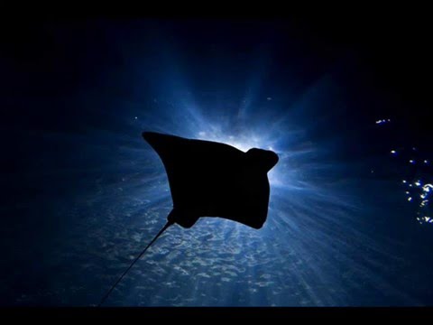 matt darey feat tiff lacey  sum of all fears allende remix