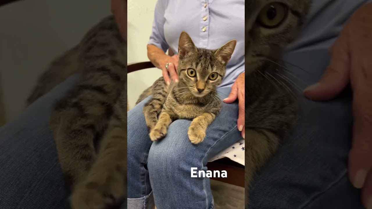 Enana, a Adoptable Domestic Short Hair in Mobile, AL video 6/6