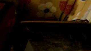 Gnidrolog Lady Lake LP