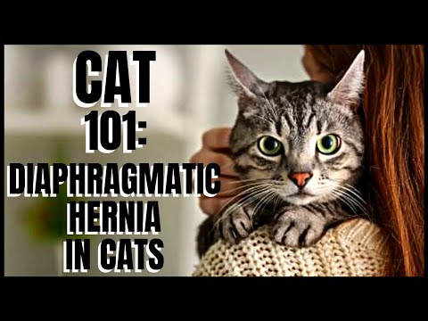 Cat 101: Diaphragmatic Hernia in Cats