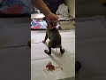 My Puppy Pooping Out Roundworms