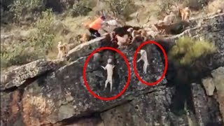 Cruel Hunters push their dogs to the edge of the cliff !