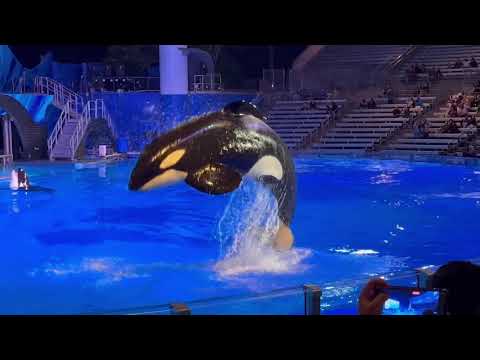 One Song (4K) | Orca Encounter | SeaWorld Orlando | March 15, 2023