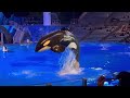 One Song 4K Orca Encounter SeaWorld Orlando March 15 2023
