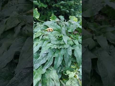 Birdhouse gourds part 2