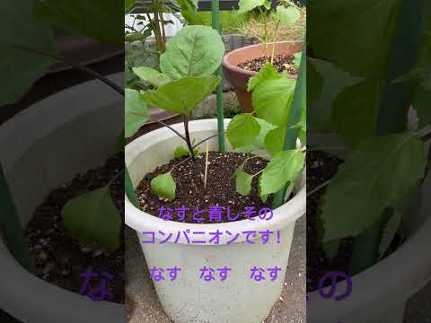 コンパニオンプランツ、来春の菜園に新しい種を蒔いてみる