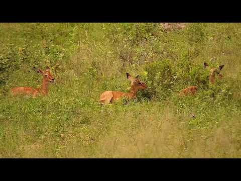 Djuma: Impalas with small ones - 09:35 - 12/04/20