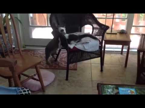 Cats with adrenaline