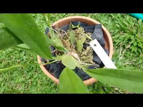Oncidium Sharry Baby, the Chocolate Orchid in (Bud) Spikes