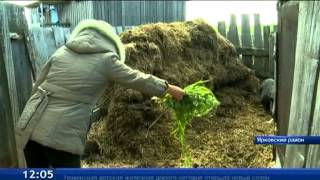 Владельцы ЛПХ выращивают необычные породы домашнего скота