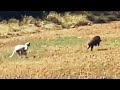Suar Ka Shikar 2025 Live Door Jangli Suar Ka Shikar Wild Boar Hunting With Dogs