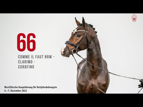 Westfälische Hauptkörung 2022 Reitpferde: Kat.Nr. 66 Comme il faut NRW  -  Clarimo  -  Corofino