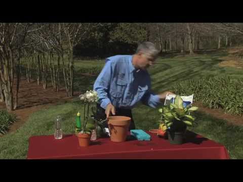 Walter Reeves – Houseplant Care Tips