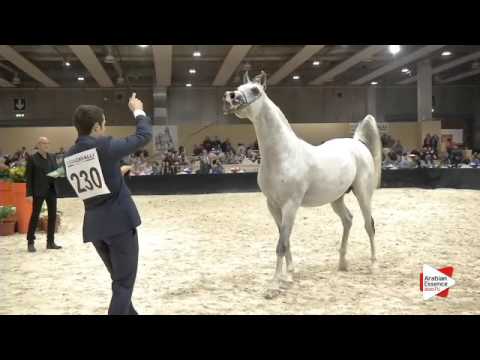N.230 EK DEHOR - Verona 2015 - Stallions 10 years old and over (Class 12)