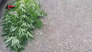 scoperta-dai-carabinieri-una-piantagione-di-cannabis-in-pieno-centro