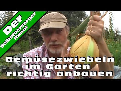 , title : 'Gemüsezwiebeln im Garten richtig anbauen'