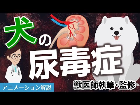犬の鑑別症 - 原因と治療法