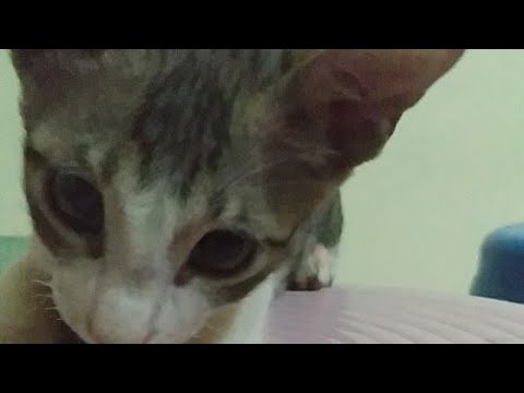 Suman Vlog is going live!