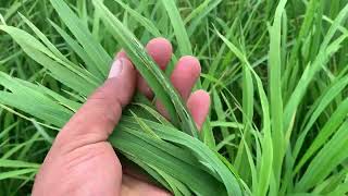 ប្រើថ្នាំ ពូវរុញផើមតូច និងជំងឺពេលនេះល្អខ្លាំង