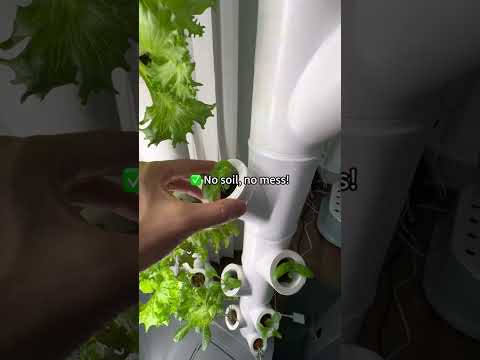 Trồng thủy canh PLANTLOFT - Vườn Thủy Canh Thông Minh Tự Động Cho Gia Đình