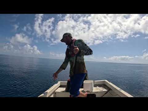 Hand Line Fishing Live Coral Trout - Australia