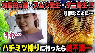 攻撃的なミツバチ、ダニの寄生...ハチミツを採りに行ったら群が不調に...。