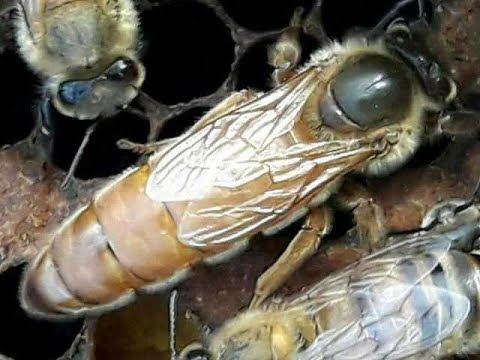 Instrumental Insemination of Queen Honeybees