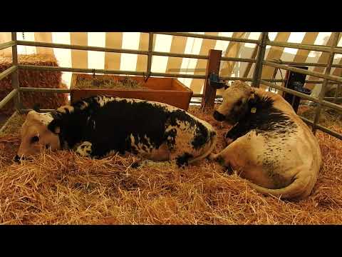 南チロル原産の牛Pustertaler Sprinzen 2018 0930