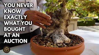 Beginner Bonsai: Buying Old Bonsai at An Auction