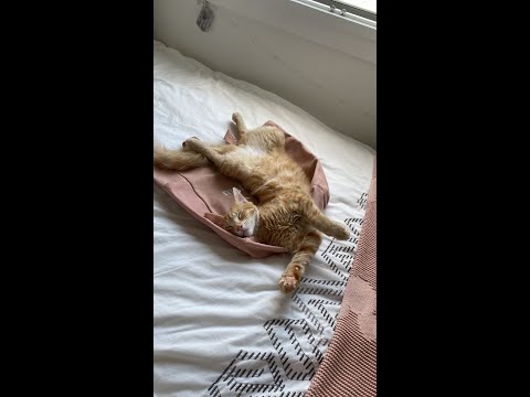 Kittens - Yaz & Cheeto - Cats Need Relaxing Too You Know