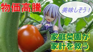 物価高騰！家庭菜園が家計を救う 私的報道