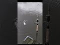 HOW TO CATCH PIKE 97 5 OF THE TIME IN LOCAL LAKES Fishing Pike