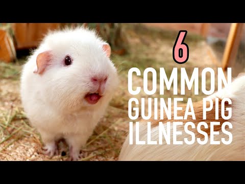 6 Common Guinea Pig Illnesses + How to Avoid them
