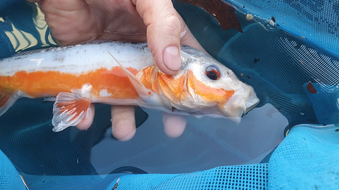 YouTube video preview