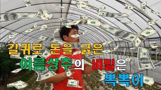 칼퀴로 돈을 긁은 여름상추의 비밀은 뽁뽁이