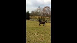 Video von Cristalmé