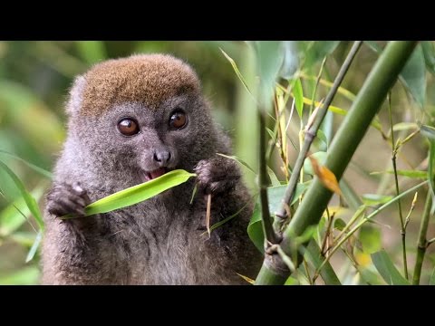 The Cutest Lemur - Island of Lemurs: Madagascar Featurette