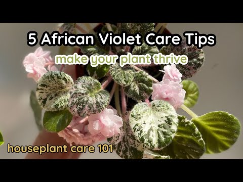 , title : 'TOP 5 African Violet Care Tips - How To Water, Lighting, Repotting, Fertilizer - Houseplant Care 101'