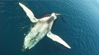 oceania project whale song Music