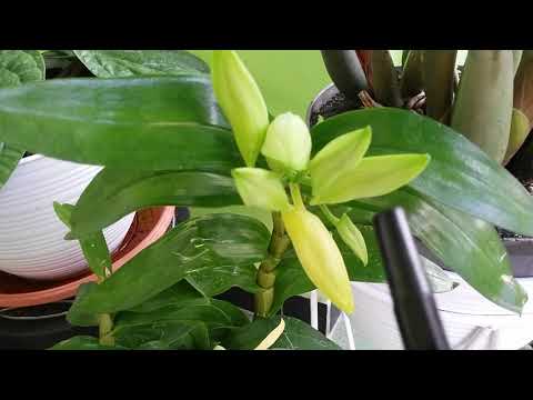 Lots of Buds - my Limited Orchid - Dendrobium Frosty Dawn - D. Frosty Orange