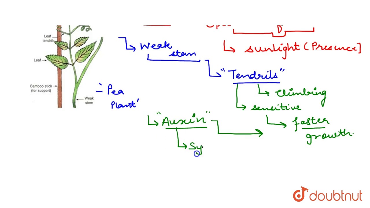 MOVEMENT DUE TO GROWTH