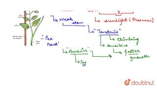 MOVEMENT DUE TO GROWTH