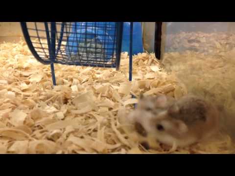 Dwarf Hamsters fighting over a piece of food