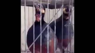 Download lagu Suara Puyuh Gonggong jantan betina cocok untuk pancingan mp3 Download lagu Suara Puyuh Gonggong jantan betina cocok untuk pancingan mp3